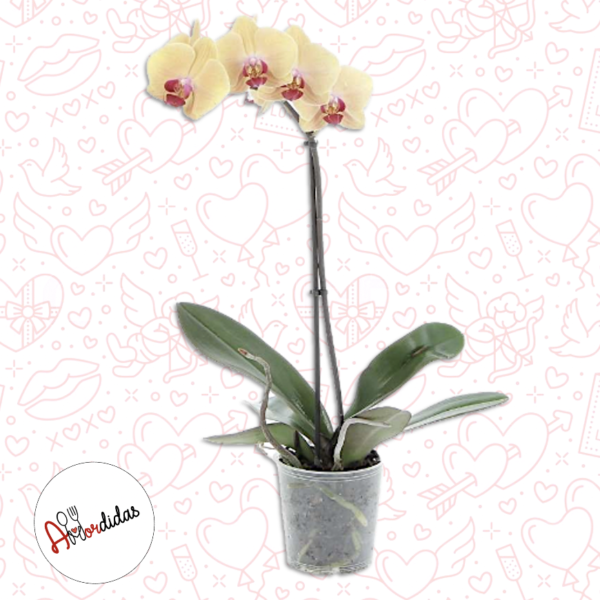 Orquídea a Domicilio Bogotá  – Una vara